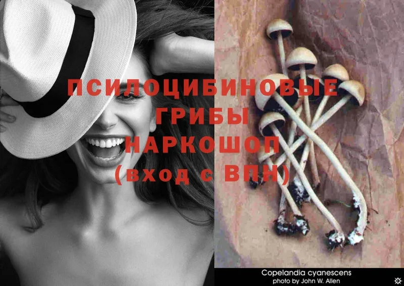 Галлюциногенные грибы Psilocybe  Куровское 